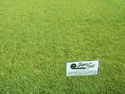 grass_centipede.jpg